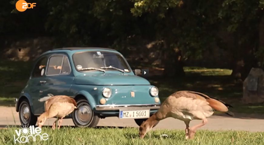 volle kanne fiat 500 guido knopp zdf